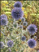 Chardon bleu