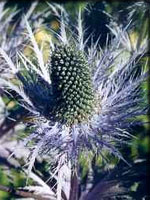 Chardon bleu